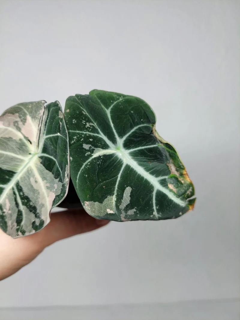 Alocasia Black Velvet Pink