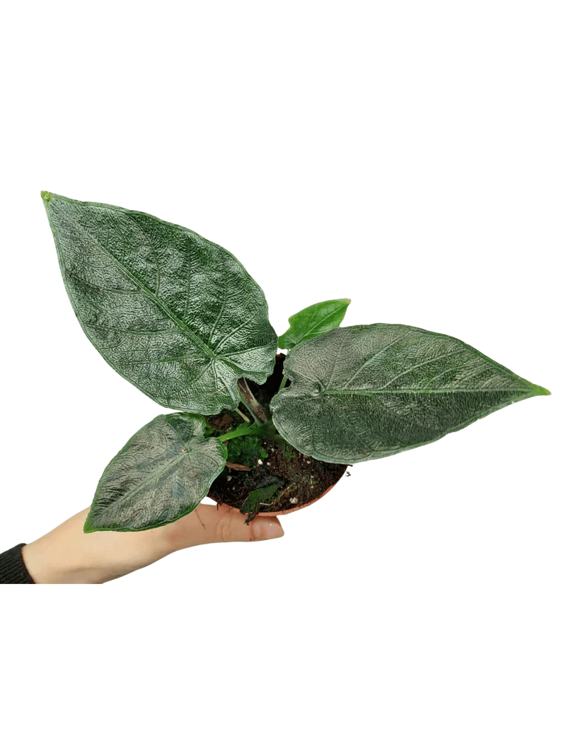 Alocasia Antoro Velvet