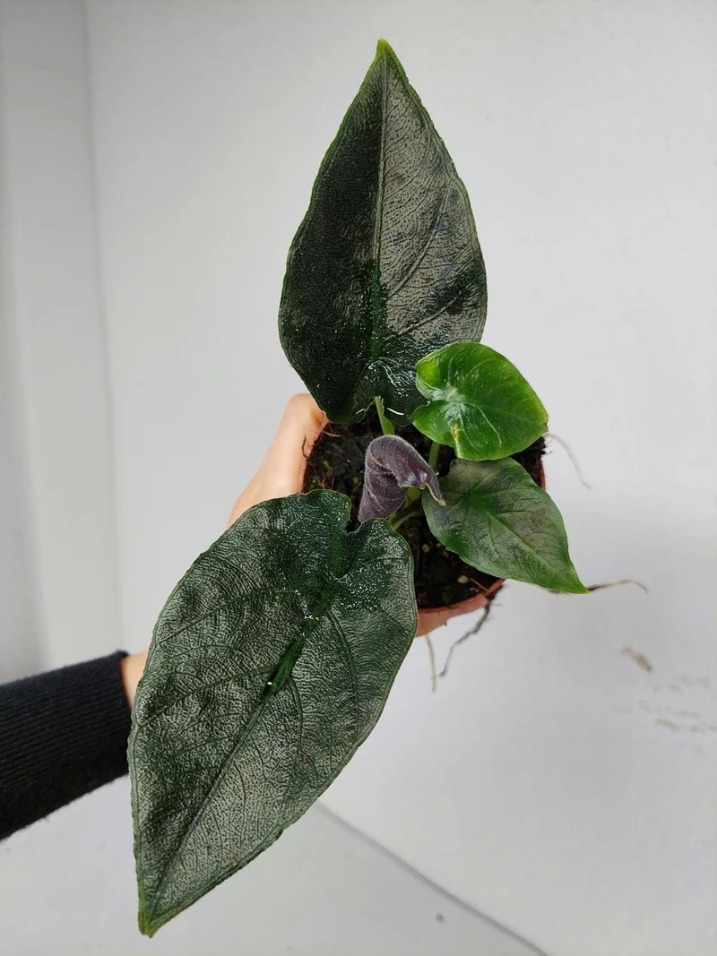 Alocasia Antoro Velvet