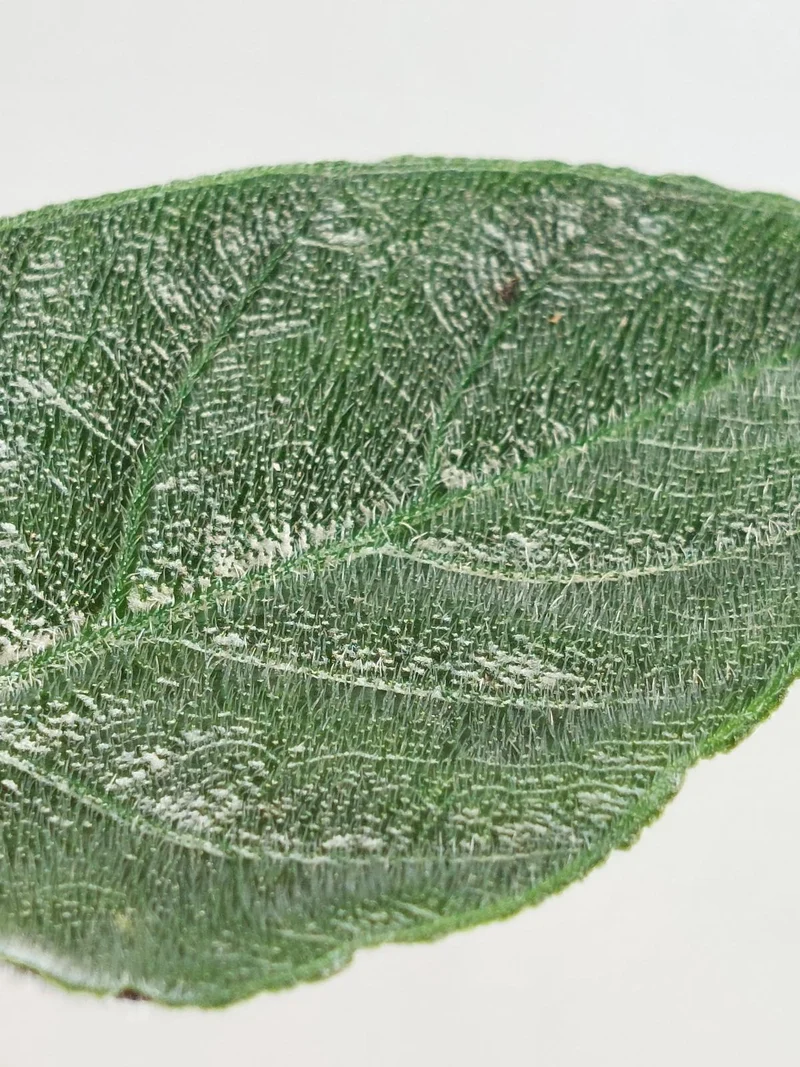 Alocasia Antoro Velvet