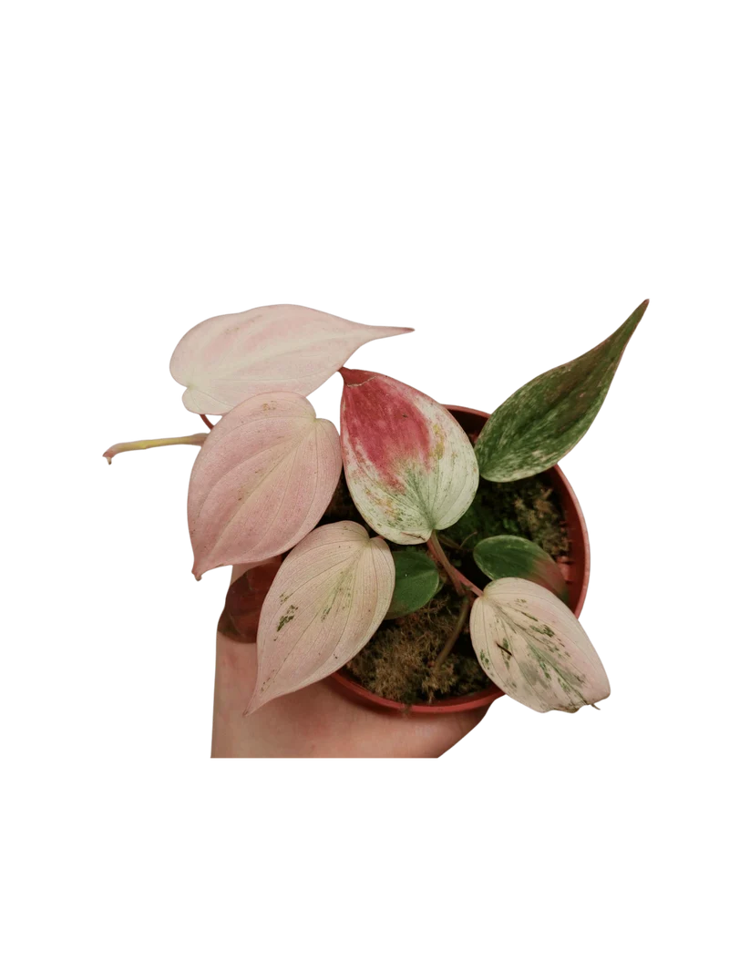 Philodendron Micans Pink Marble
