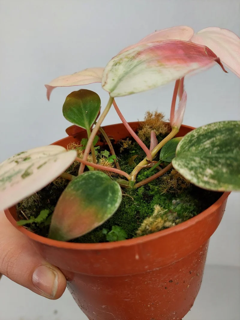 Philodendron Micans Pink Marble