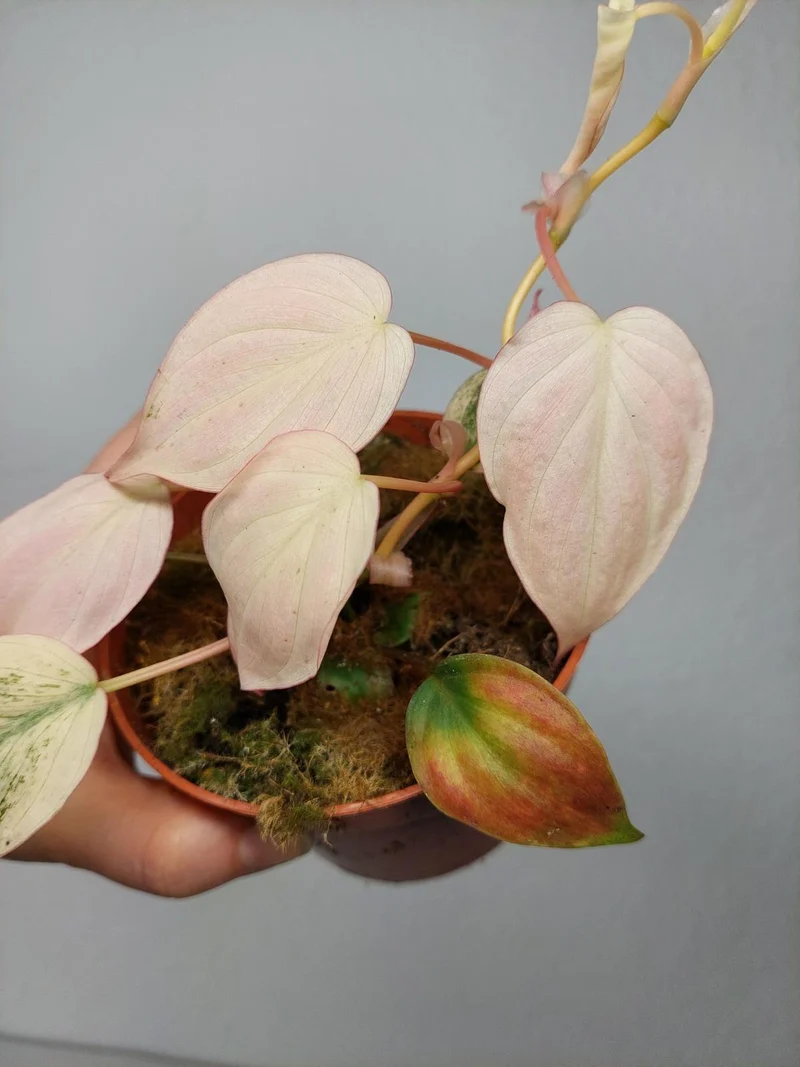 Philodendron Micans Pink Marble