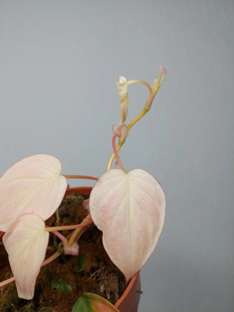 Philodendron Micans Pink Marble