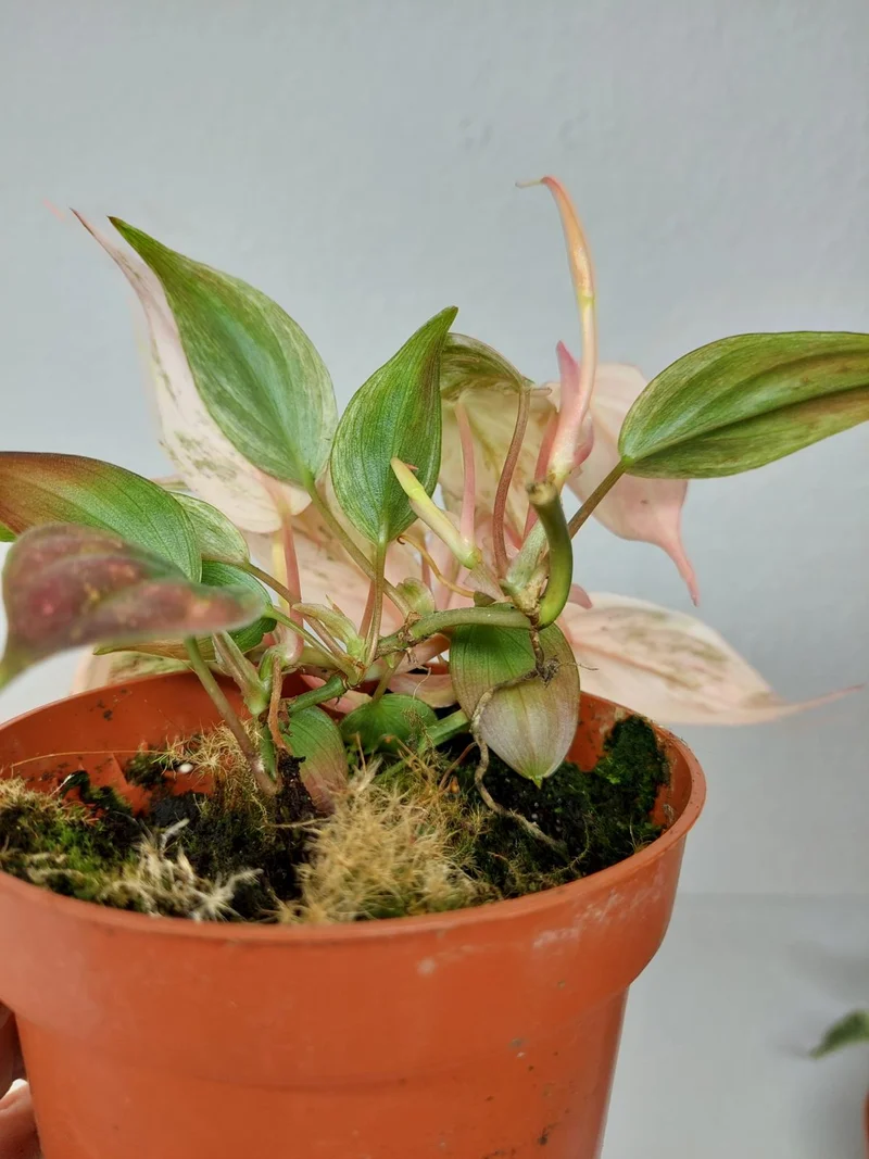 Philodendron Micans Pink Marble