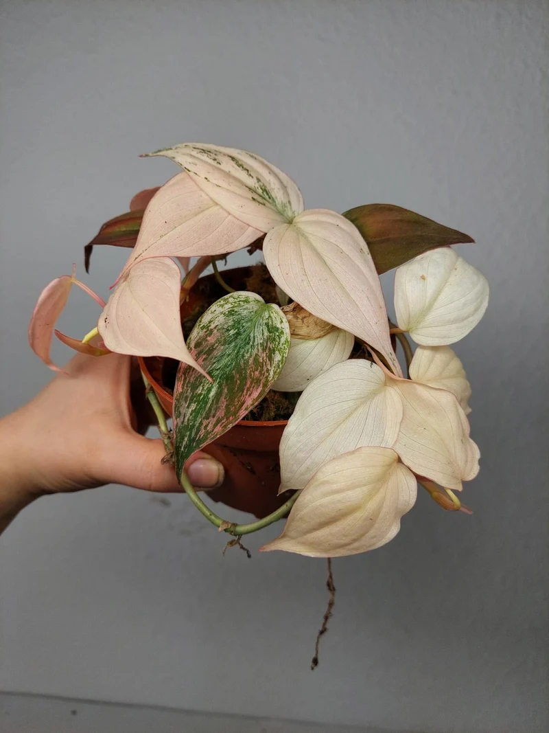 Philodendron Micans Pink Marble