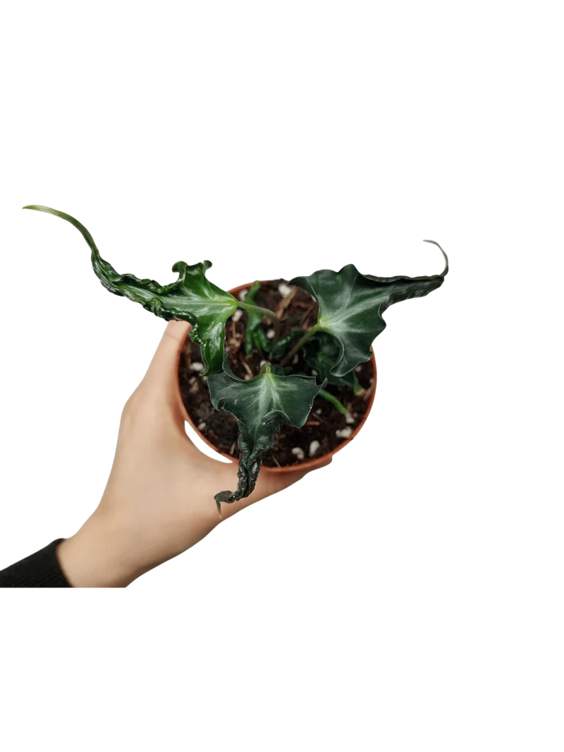 Alocasia Loco