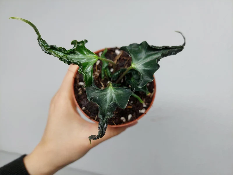 Alocasia Loco
