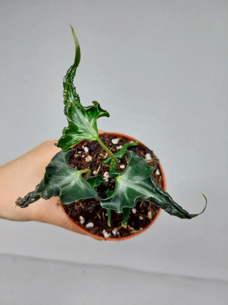 Alocasia Loco