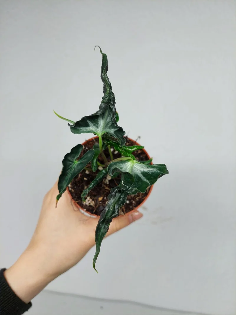 Alocasia Loco