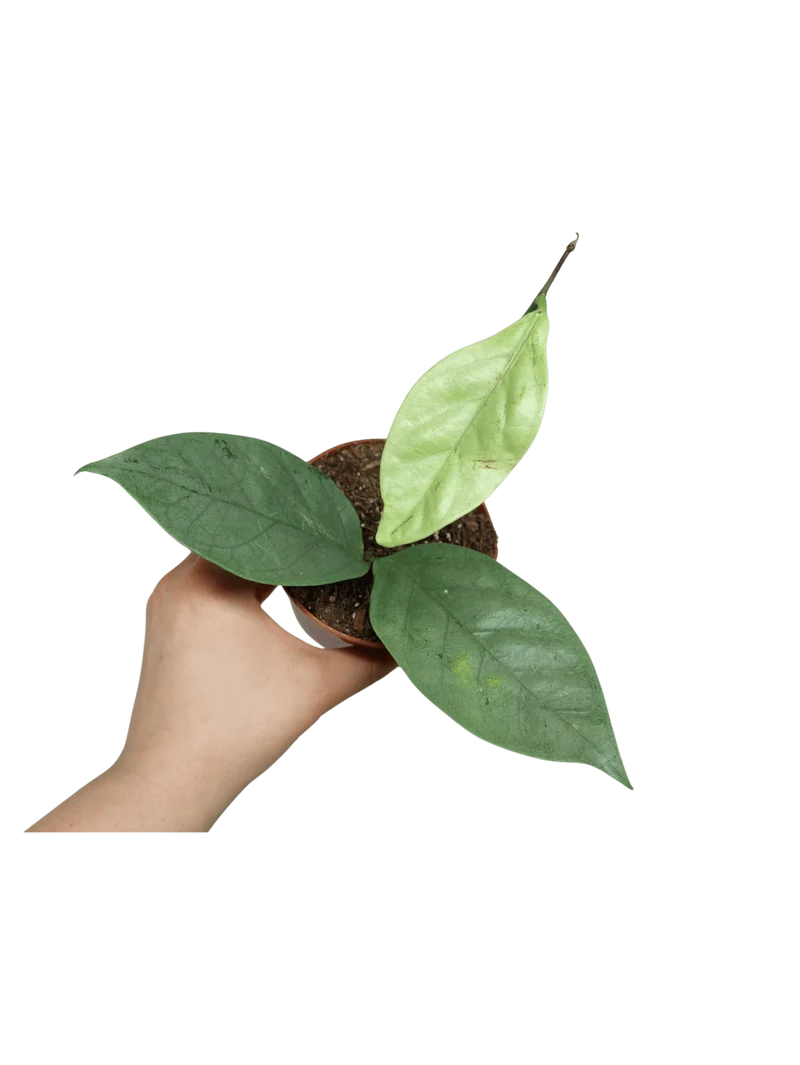 Hoya Coriacea Silver