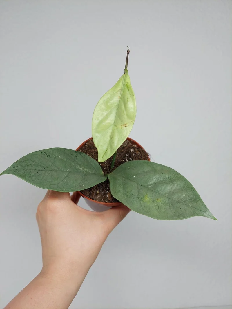 Hoya Coriacea Silver