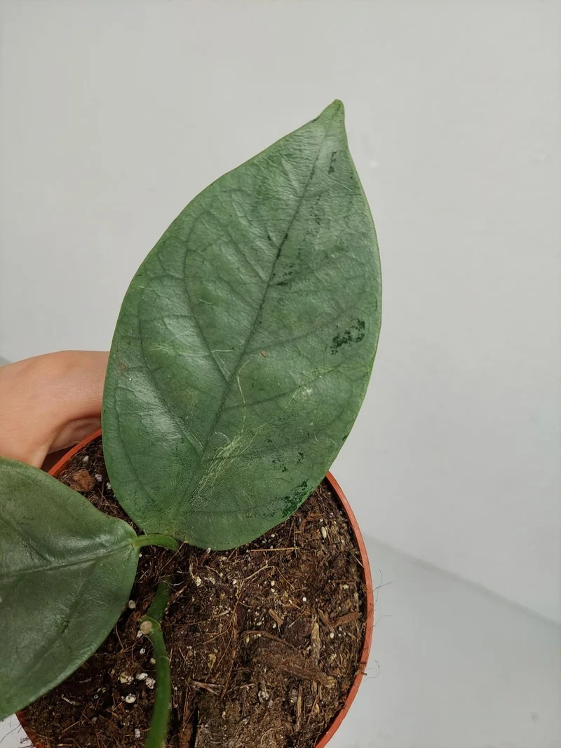 Hoya Coriacea Silver