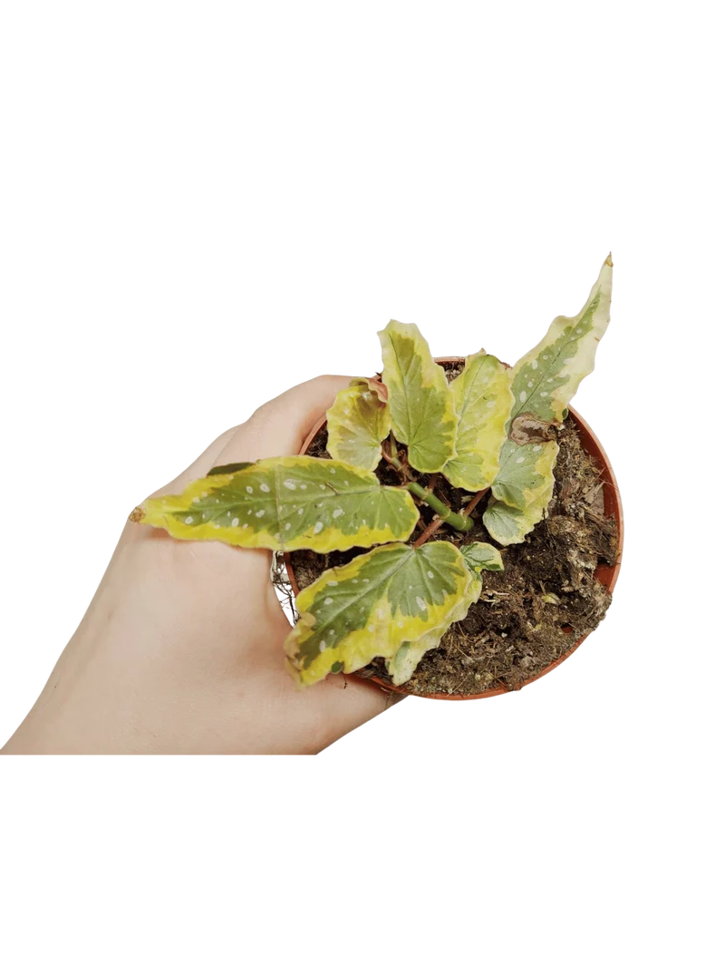 Begonia Dainty Spray Sport Variegata