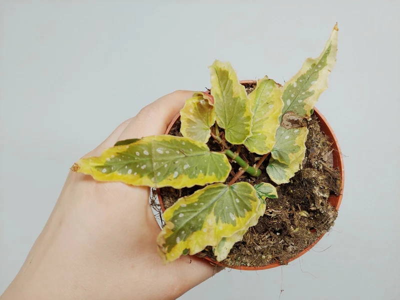 Begonia Dainty Spray Sport Variegata