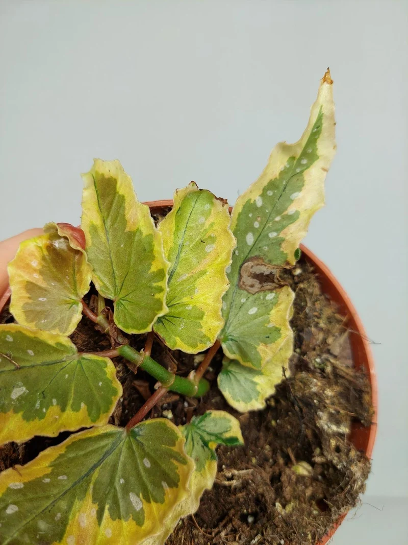 Begonia Dainty Spray Sport Variegata