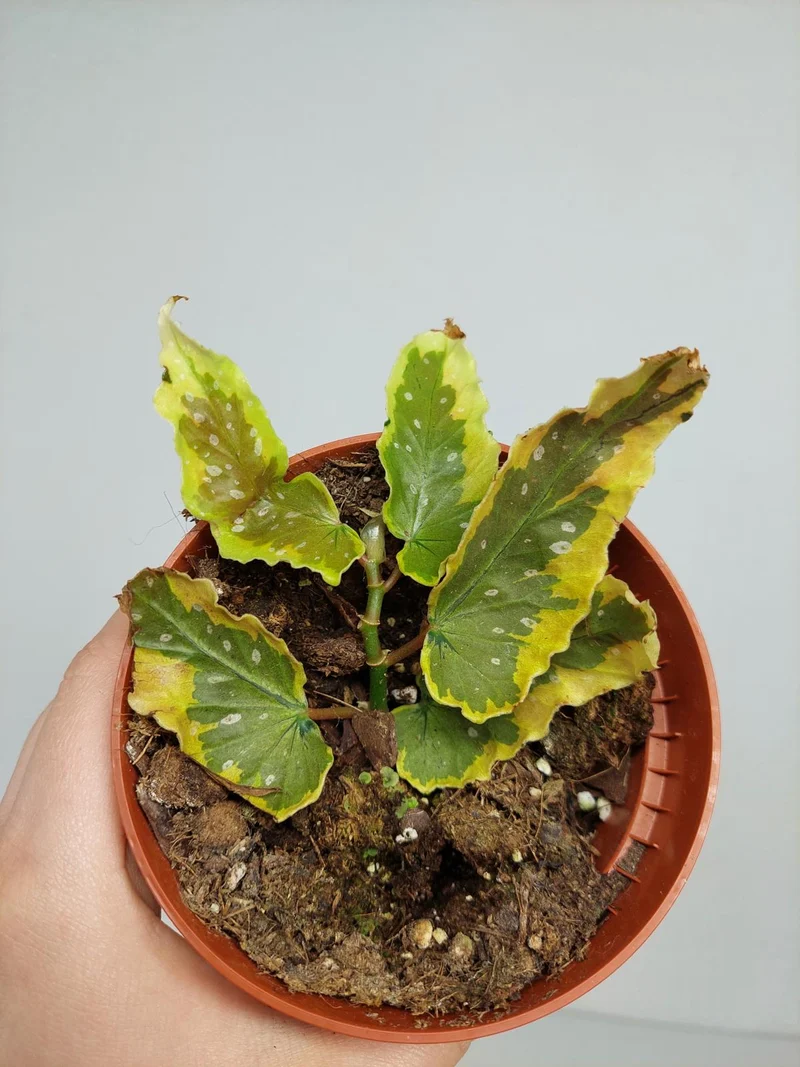 Begonia Dainty Spray Sport Variegata