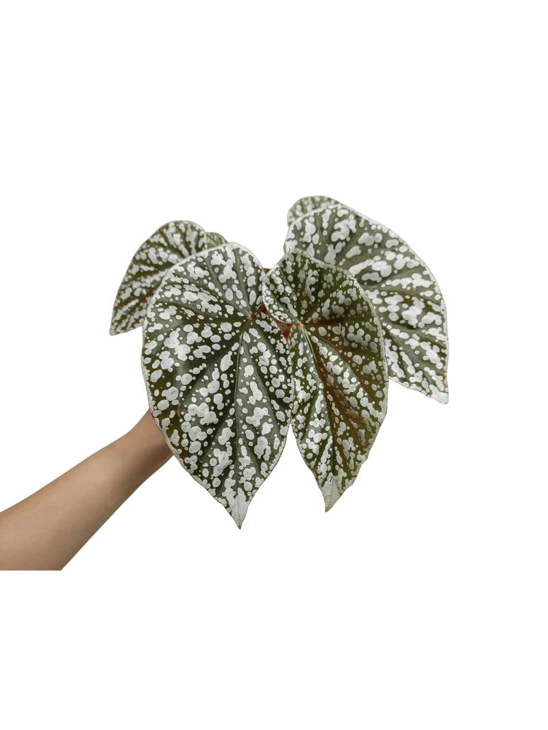Begonia Snowcap