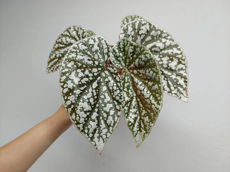Begonia Snowcap