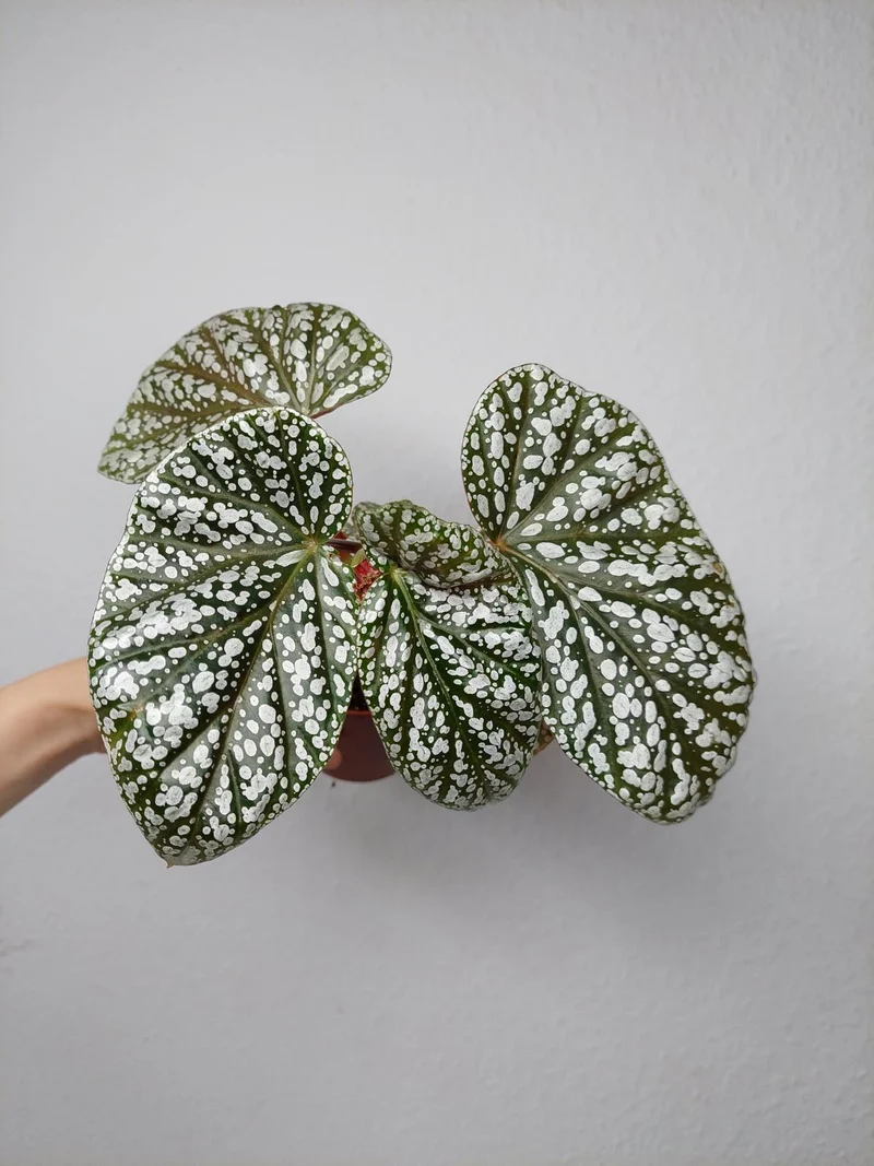 Begonia Snowcap