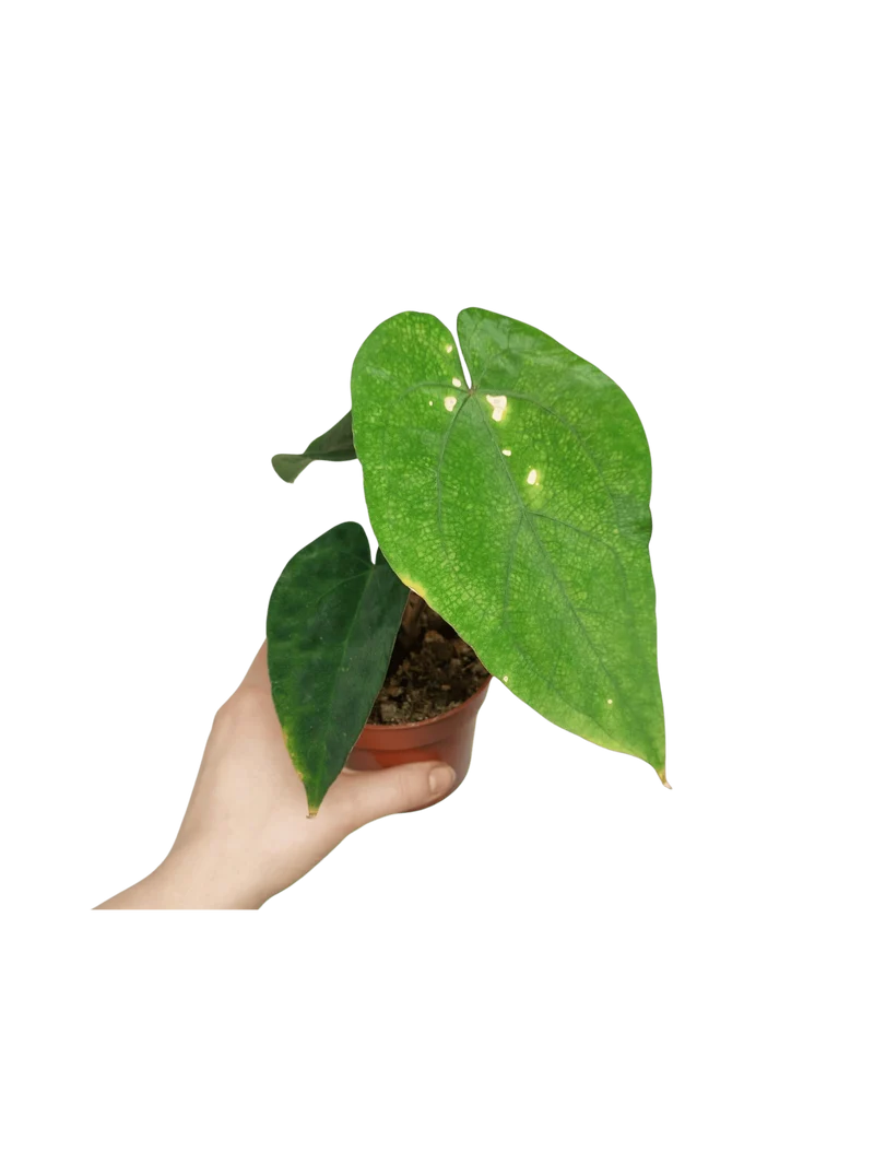 Anthurium Papillilaminum x Dressleri