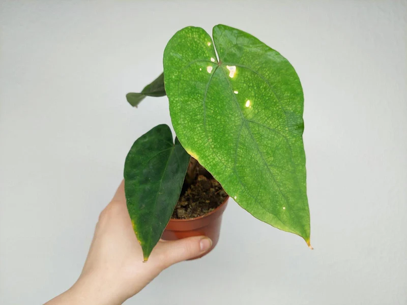 Anthurium Papillilaminum x Dressleri
