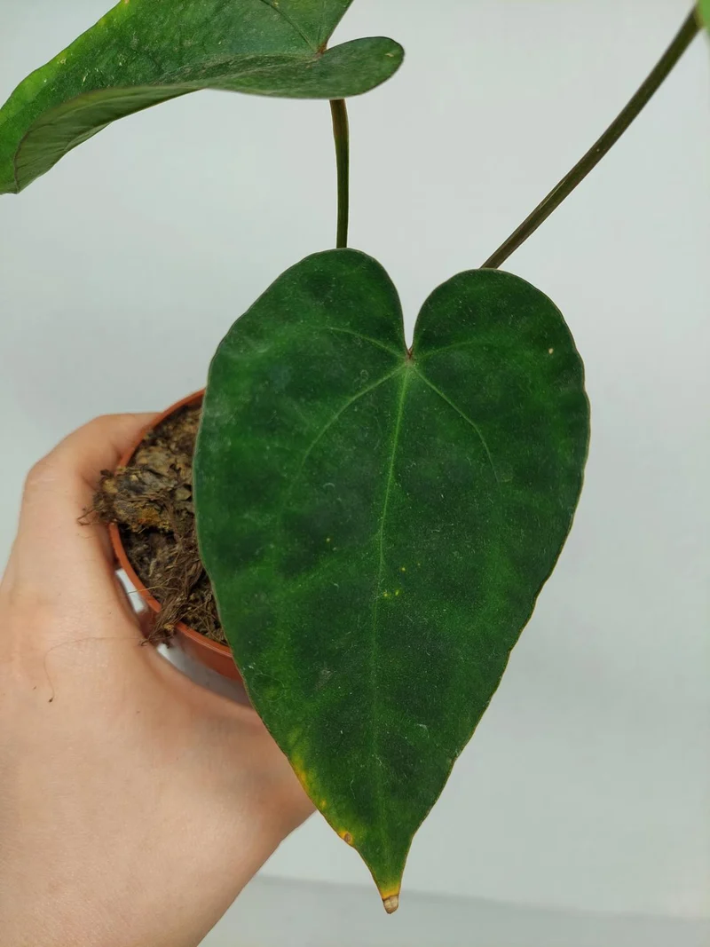 Anthurium Papillilaminum x Dressleri