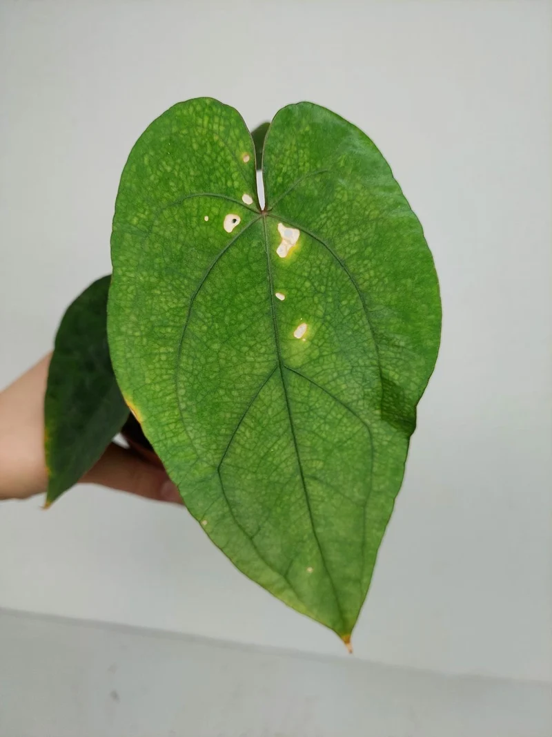 Anthurium Papillilaminum x Dressleri