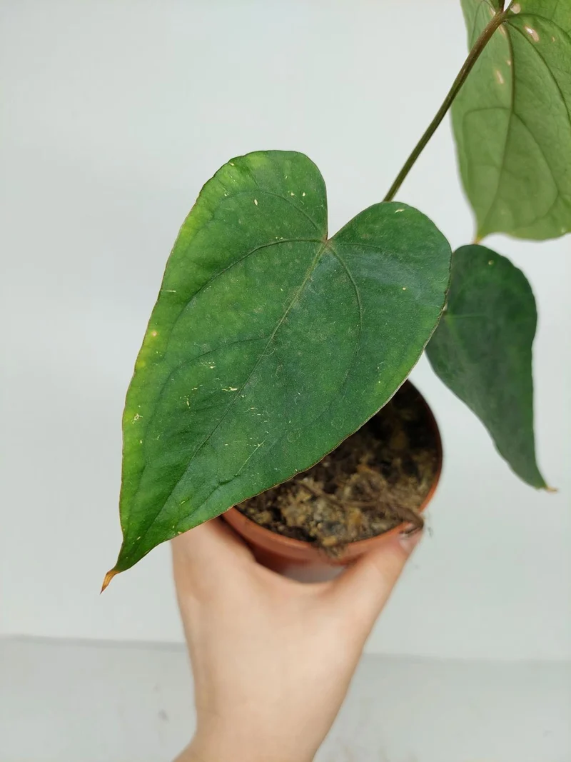 Anthurium Papillilaminum x Dressleri