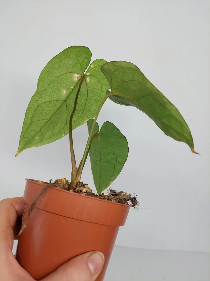 Anthurium Papillilaminum x Dressleri