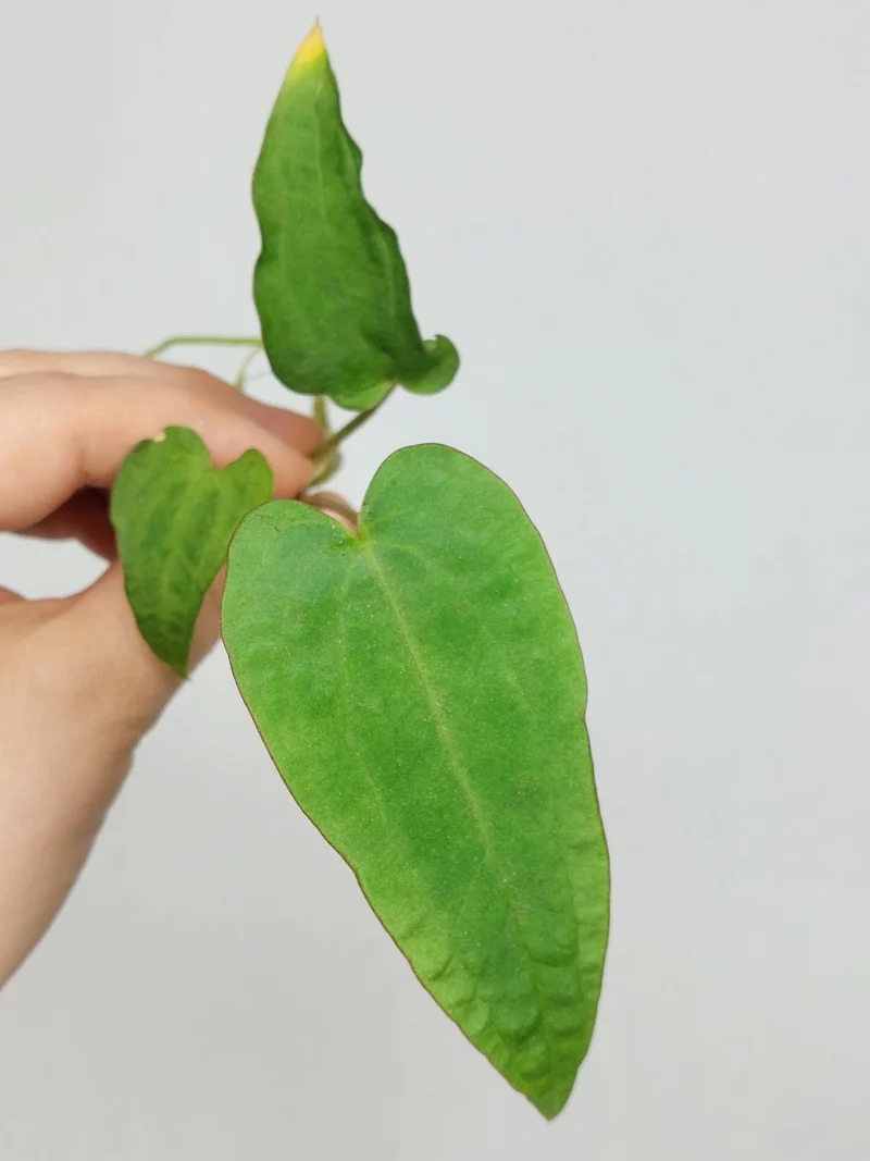 Anthurium Papillilaminum x Dressleri