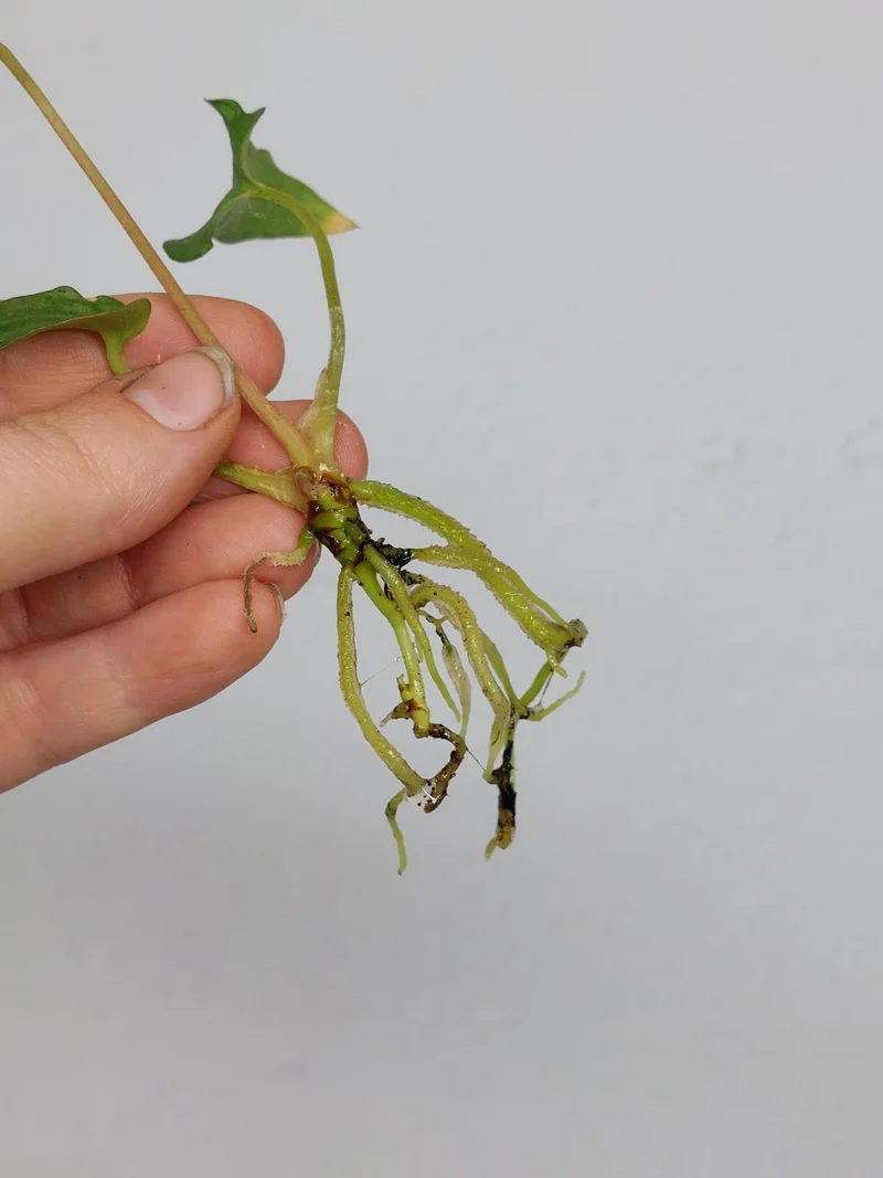 Anthurium Papillilaminum x Dressleri