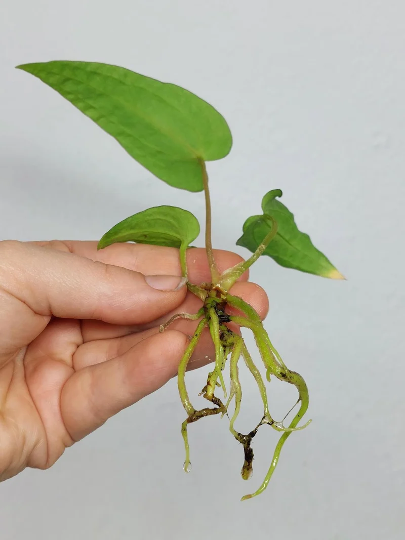 Anthurium Papillilaminum x Dressleri