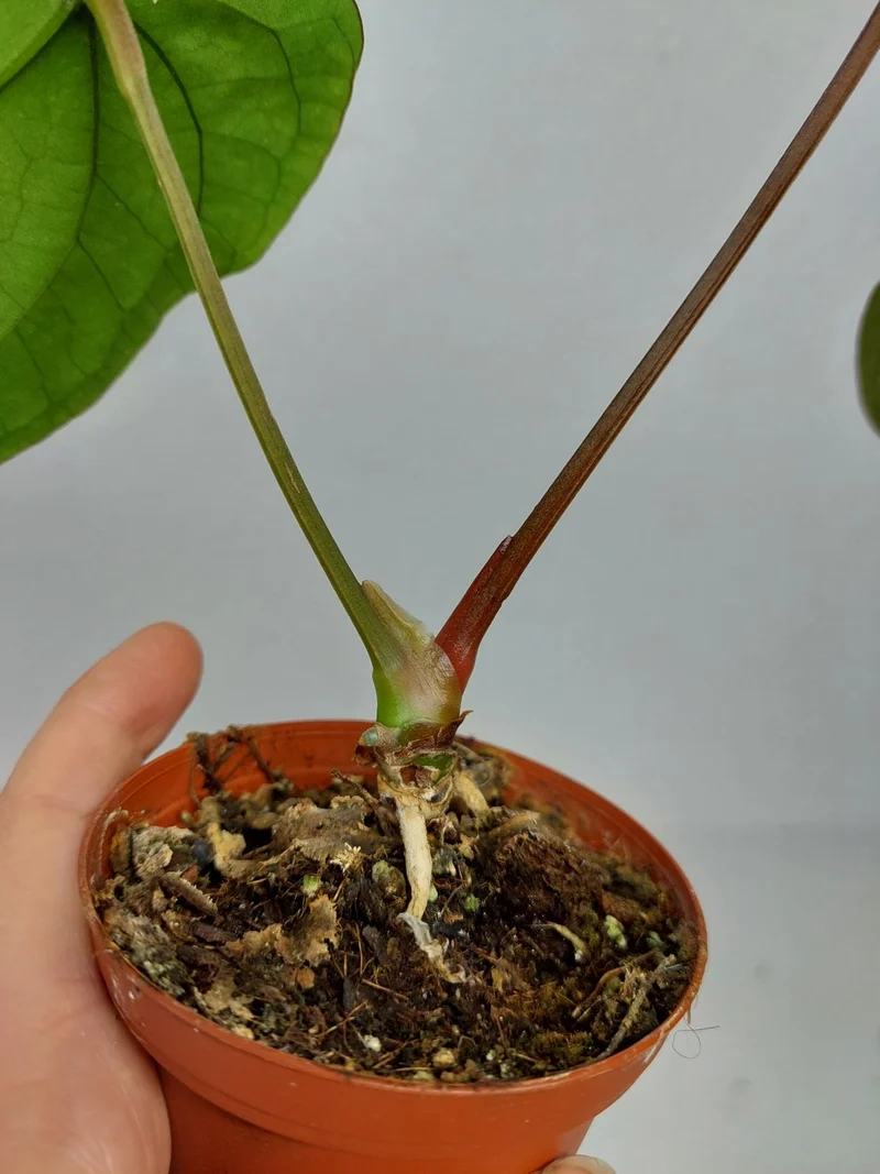 Anthurium Papillilaminum x Dressleri