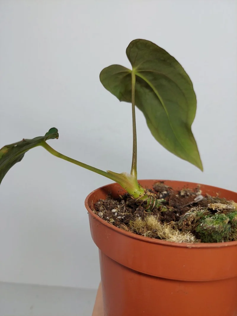 Anthurium Papillilaminum x Dressleri