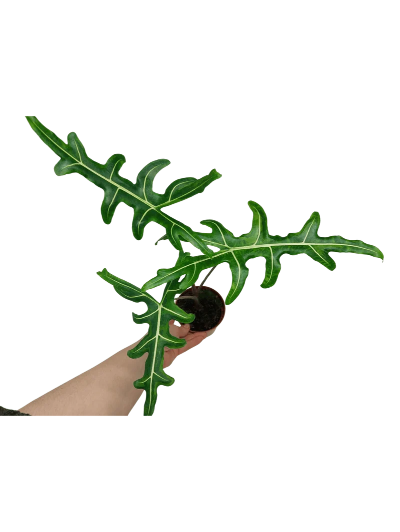 Alocasia Portei Green on Green Variegata