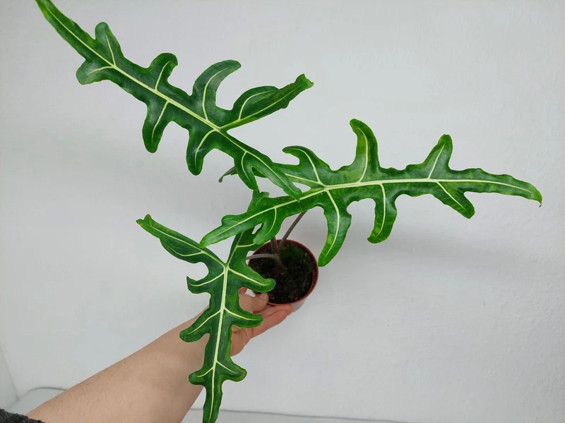 Alocasia Portei Green on Green Variegata