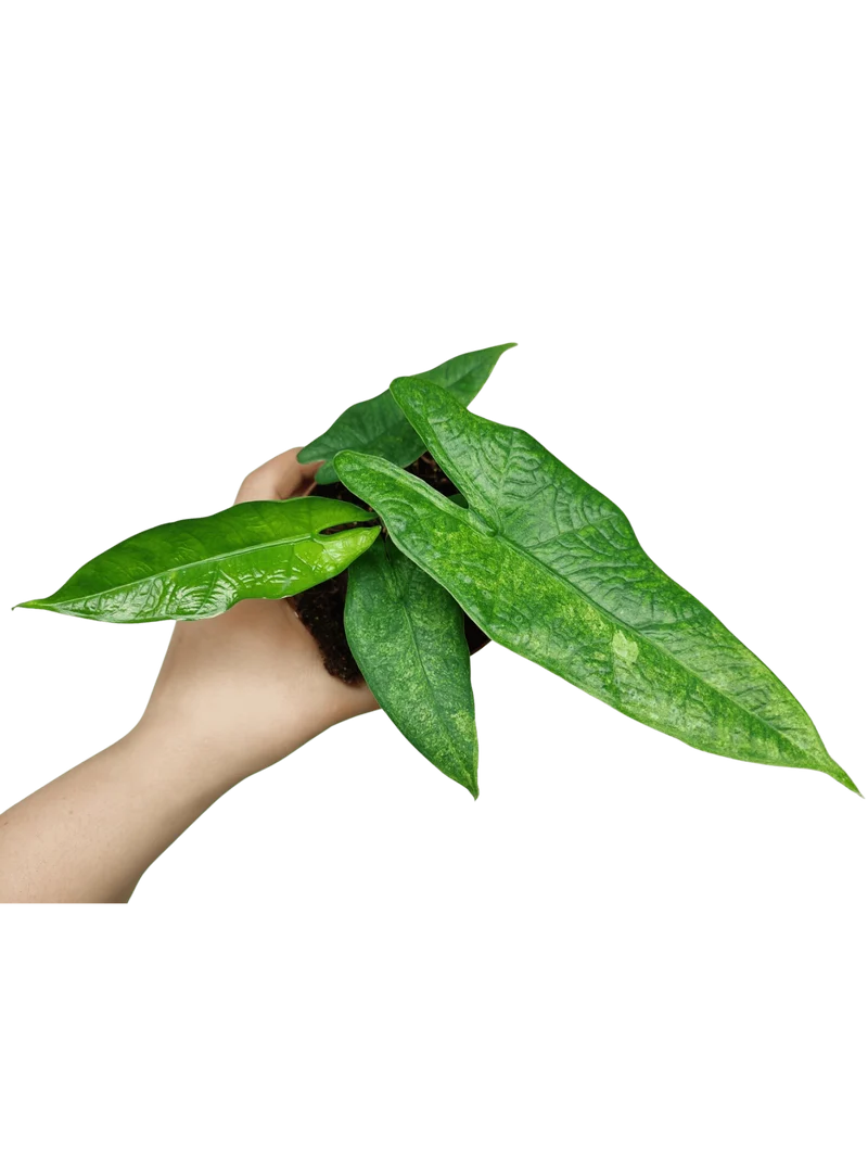 Alocasia Sulawesi Green Carpet Aurea