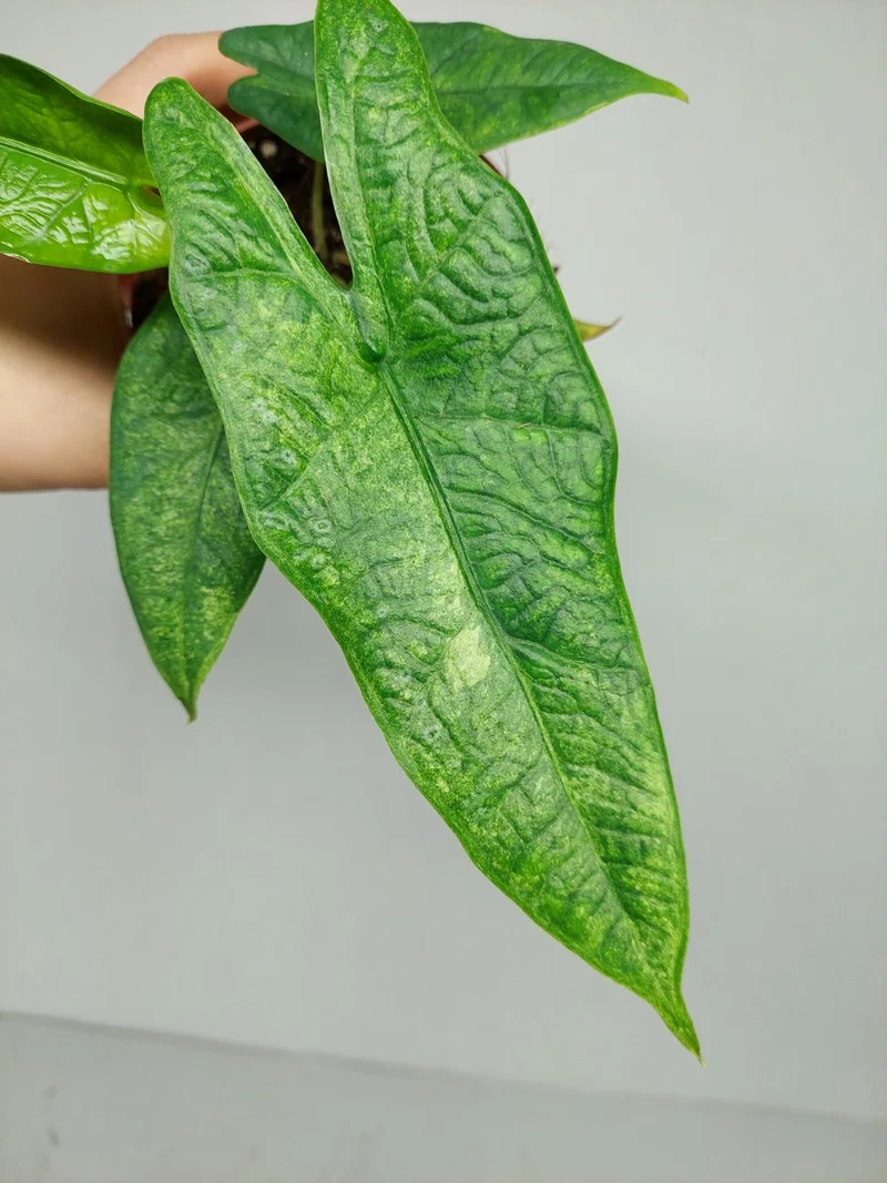 Alocasia Sulawesi Green Carpet Aurea