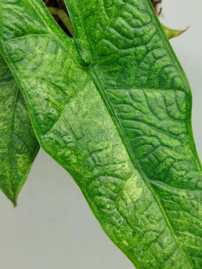 Alocasia Sulawesi Green Carpet Aurea