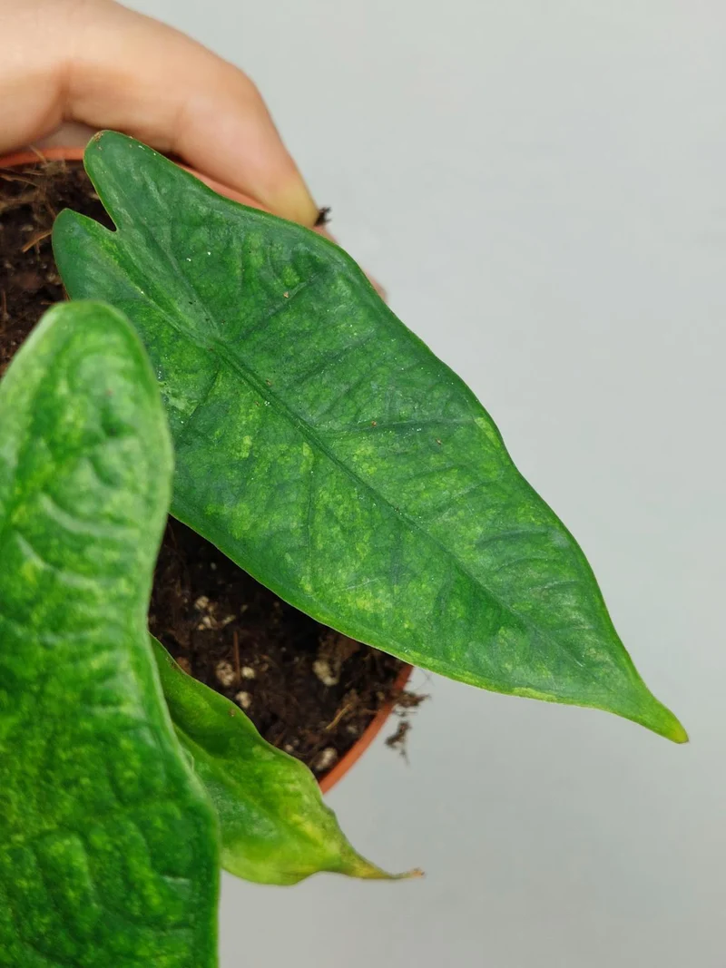 Alocasia Sulawesi Green Carpet Aurea