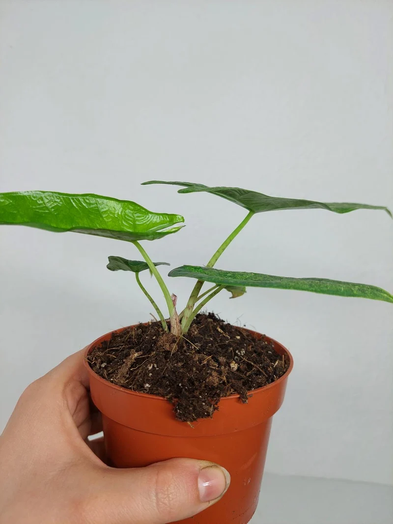 Alocasia Sulawesi Green Carpet Aurea