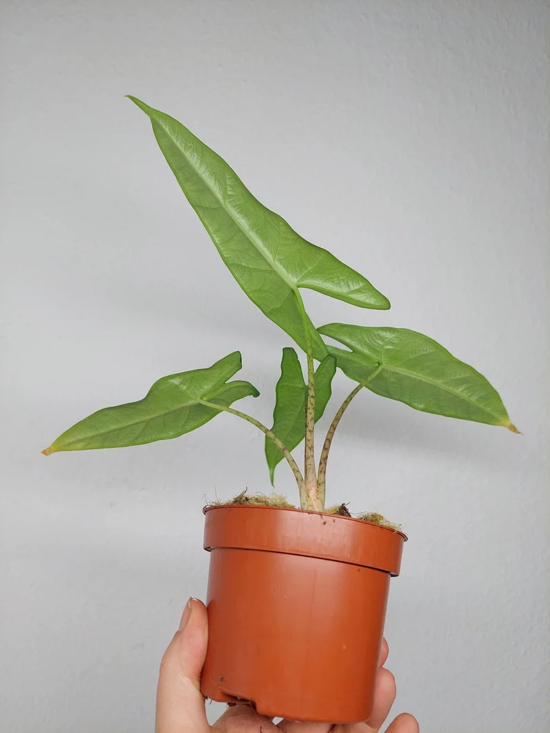 Alocasia Sulawesi Green Carpet Aurea