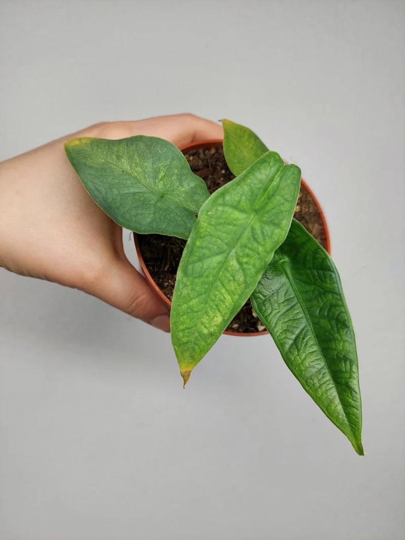 Alocasia Sulawesi Green Carpet Aurea
