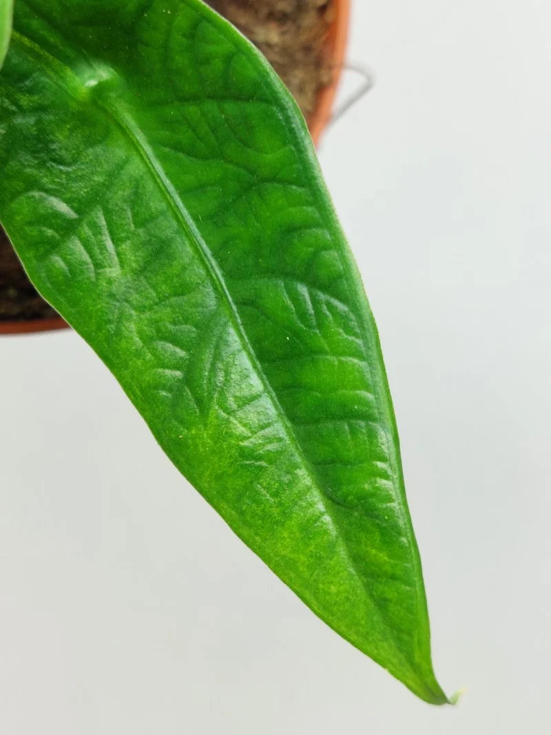 Alocasia Sulawesi Green Carpet Aurea