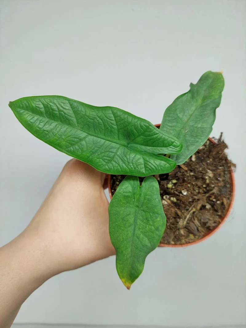 Alocasia Sulawesi Green Carpet Aurea