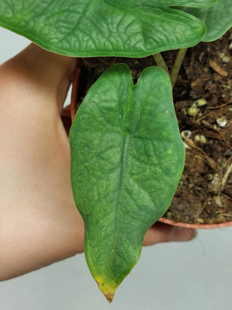 Alocasia Sulawesi Green Carpet Aurea