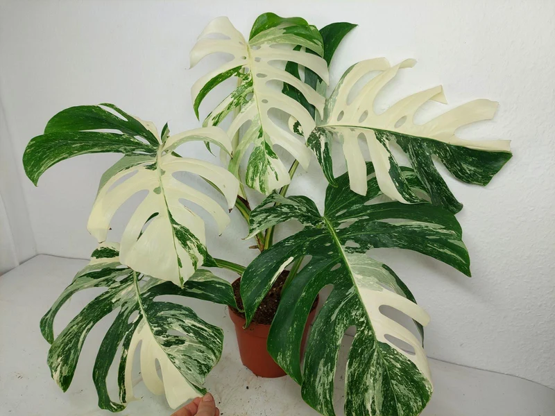 Monstera Variegata (zum aussuchen)