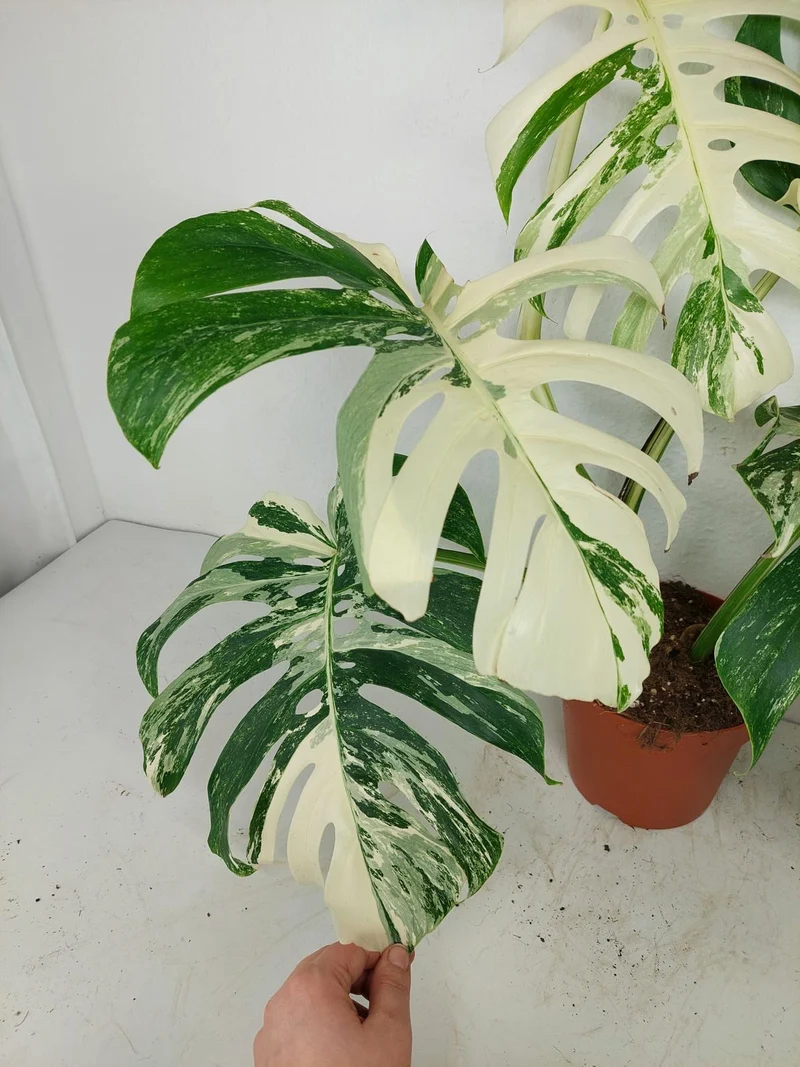 Monstera Variegata (zum aussuchen)