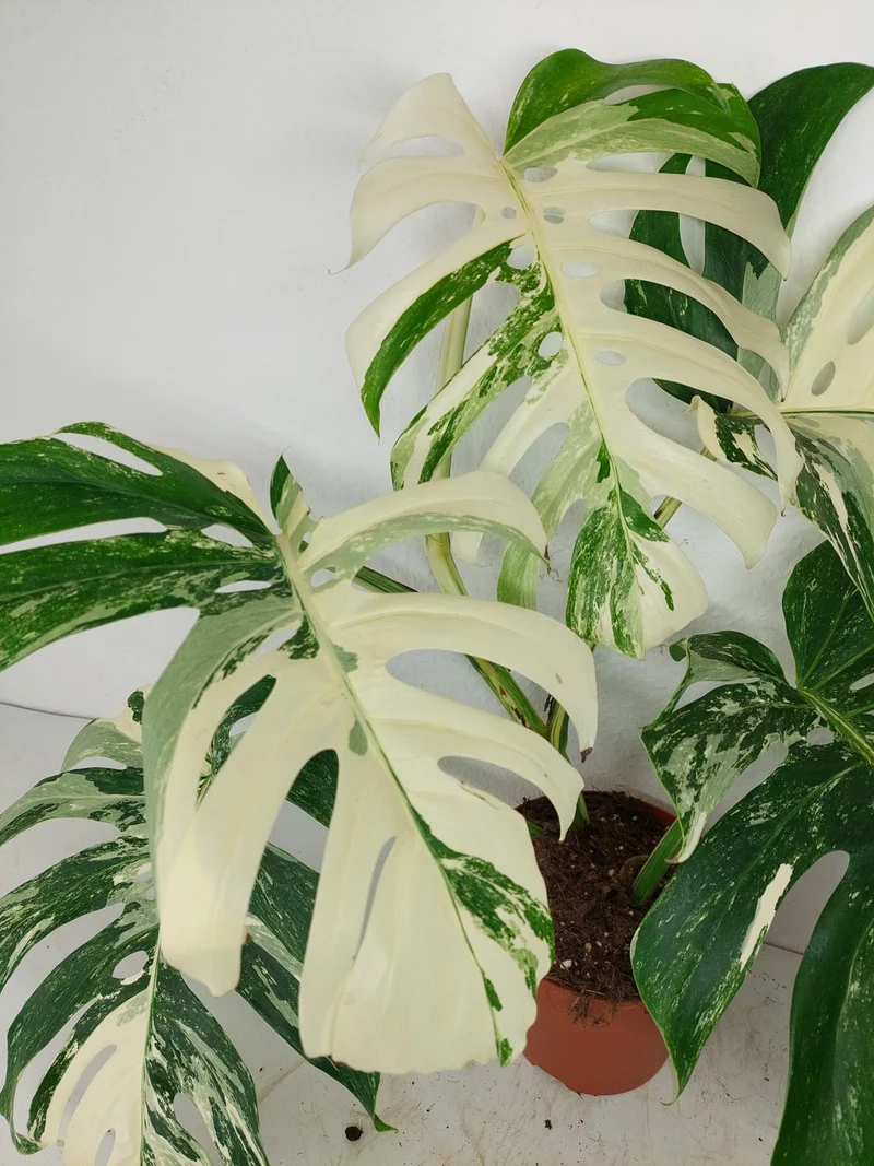 Monstera Variegata (zum aussuchen)